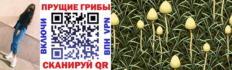 Купить Озёры Псилоцибиновые грибы MAGIC MUSHROOMS